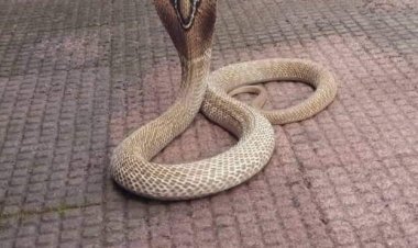 लांजातील एका शाळेतिल स्वयंपाक घरात घुसला अस्सल नाग