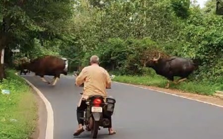 गव्यांचा कळप दिवसाढवळ्या रस्त्यावर, वाहनधारकांची उडाली भंबेरी.