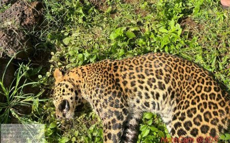 प्राण्यांच्या झटापटीत बिबट्या चा मृत्यू ...संगमेश्वरात मृत अवस्थेत घराजवळ सापडला बिबट्या