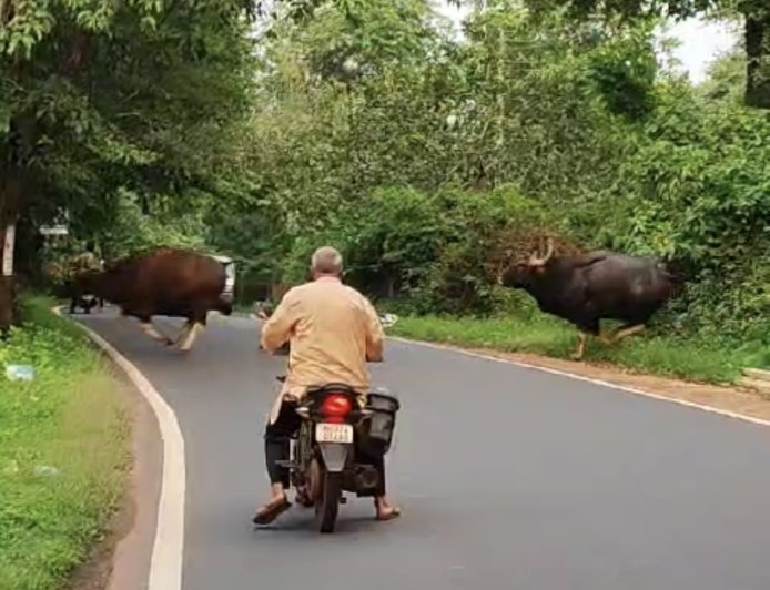 गव्यांचा कळप दिवसाढवळ्या रस्त्यावर, वाहनधारकांची उडाली भंबेरी.
