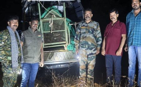 बिबट्या कसा पडला विहरीत वाचा पूर्ण बातमी