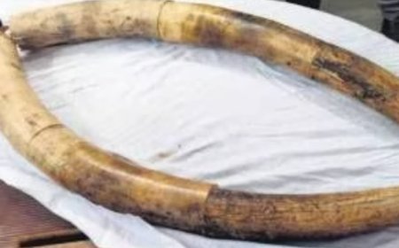 कोकणातील दोन व्यक्तिंकडून मानपाडा पोलिसांनी विक्री करण्यासाठी आणलेले हस्तीचे दोन दात रविवारी संध्याकाळी एमआयडीसी भागात जप्त केले