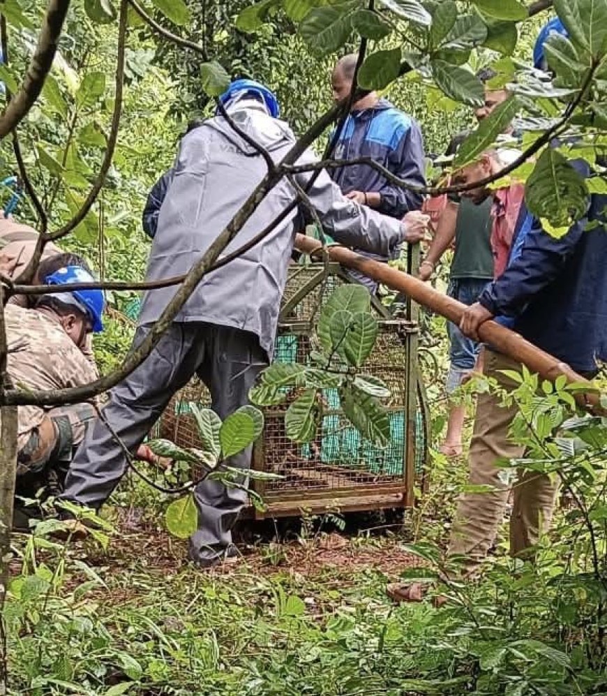 लांज्यात फासकित अडकला बिबटया